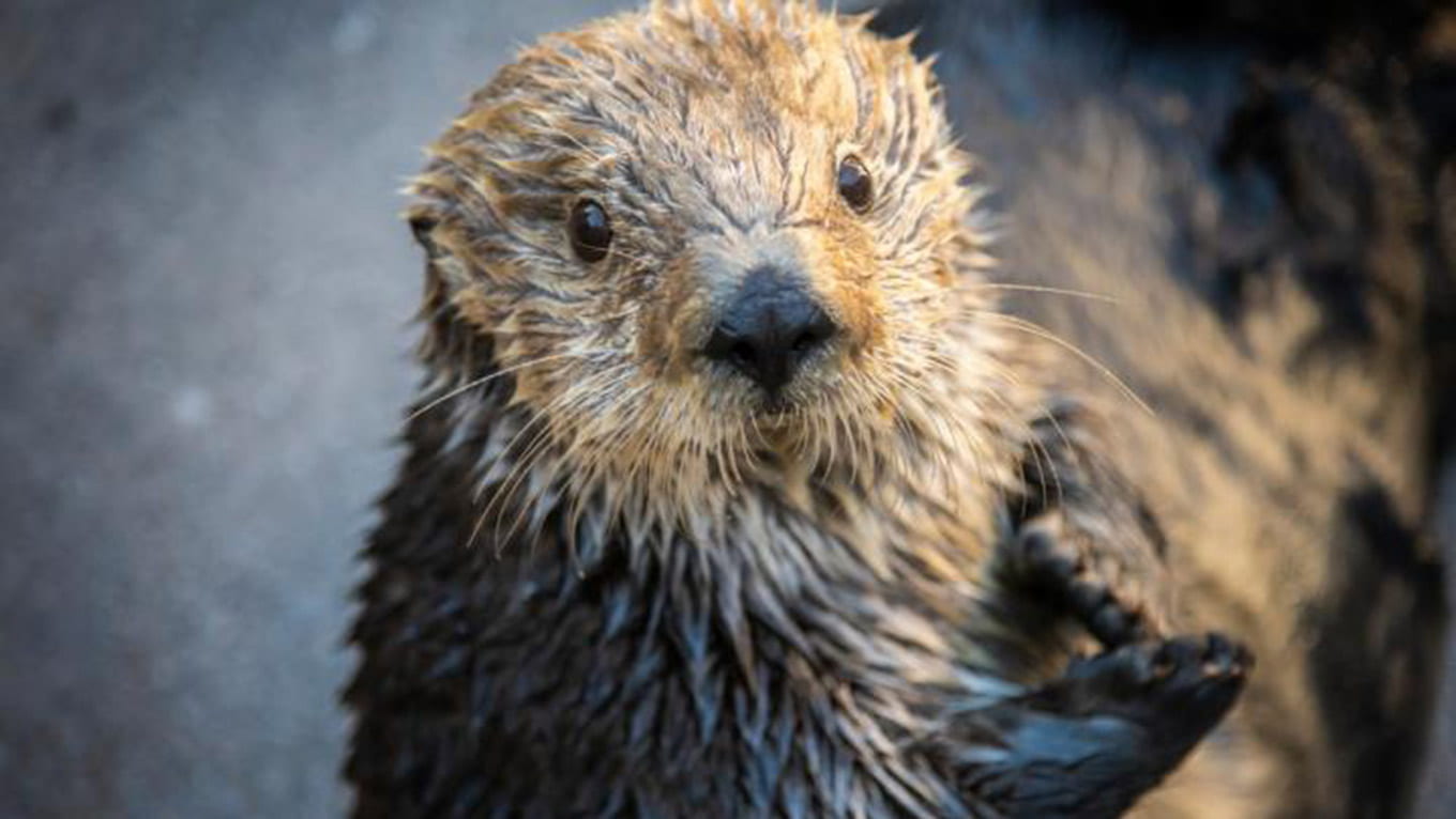 Beloved sea otter Gidget