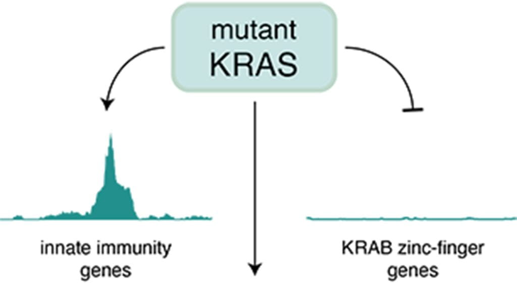 Mutant KRAS's affects on a cell's RNA landscape.