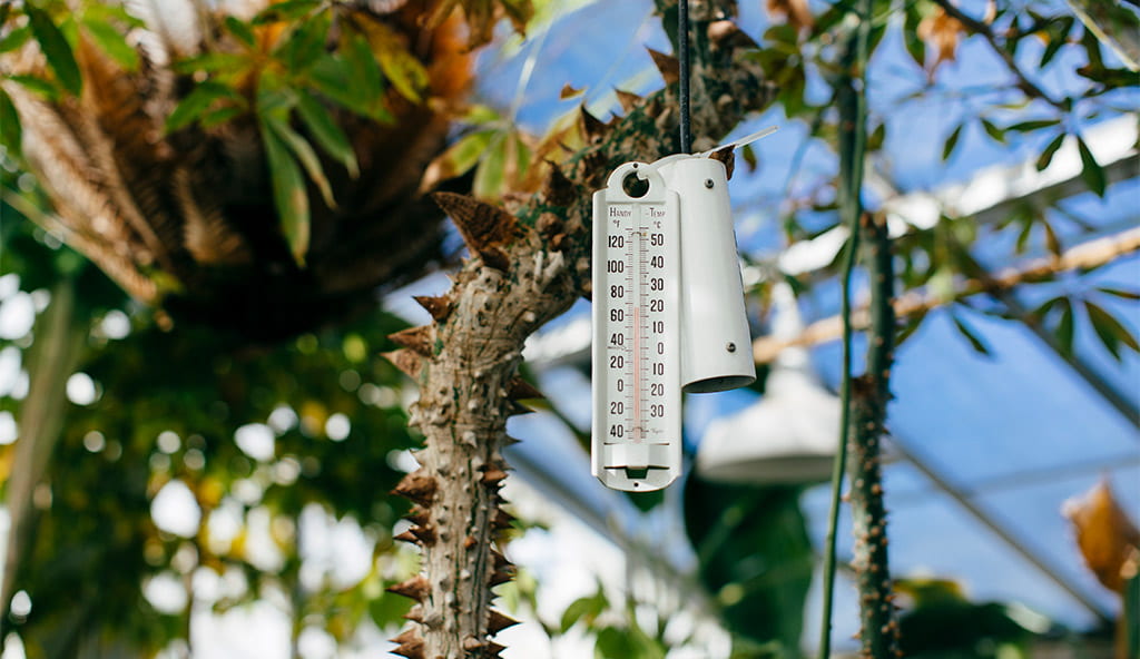 close-up of plants and a thermometer inside a UCSC greenhouse