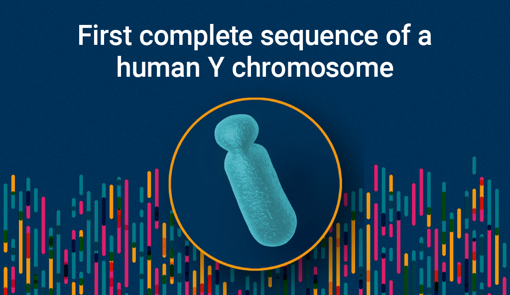 First complete sequence of a human Y chromosome