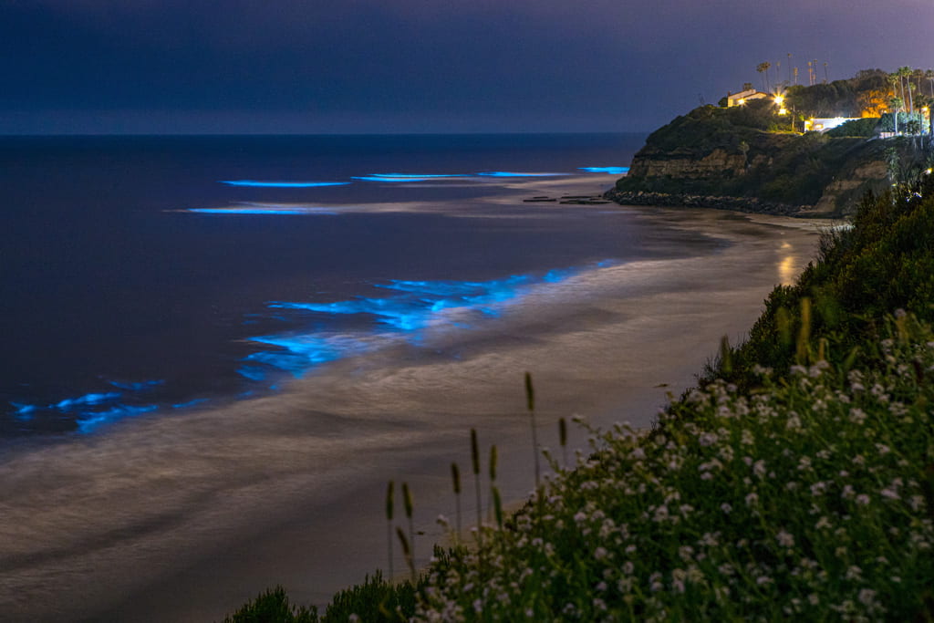 Blue bioluminescence glows on a beach in San Diego. (Getty Images/ Justin Bartels)